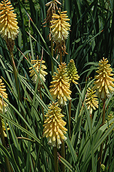 Candle Light Torchlily (Kniphofia 'Candle Light') at Stonegate Gardens