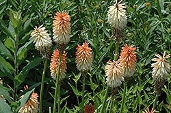 Earliest Of All Torchlily (Kniphofia 'Earliest Of All') at Stonegate Gardens