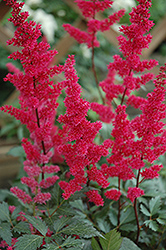 Fanal Astilbe (Astilbe x arendsii 'Fanal') at Stonegate Gardens