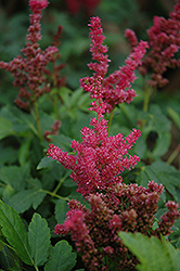 Fireberry Astilbe (Astilbe 'Fireberry') at Stonegate Gardens