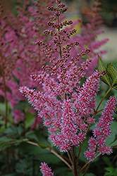 Maggie Daley Astilbe (Astilbe chinensis 'Maggie Daley') at The Mustard Seed
