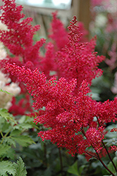 Montgomery Japanese Astilbe (Astilbe japonica 'Montgomery') at Lakeshore Garden Centres