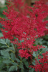 Red Sentinel Astilbe (Astilbe x arendsii 'Red Sentinel') at Stonegate Gardens