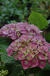 Forever And Ever Blue Heaven Hydrangea (Hydrangea macrophylla 'Forever And Ever Blue Heaven') at Stonegate Gardens
