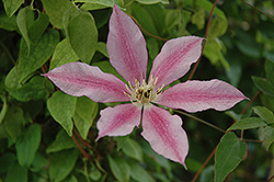 Sugar Candy Clematis (Clematis 'Evione') at Stonegate Gardens