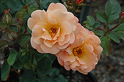 Colorific Rose (Rosa 'Colorific') at Stonegate Gardens