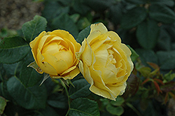 Walking On Sunshine Rose (Rosa 'Jacmcady') at Lakeshore Garden Centres