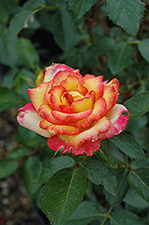 Rainbow Sorbet Rose (Rosa 'Rainbow Sorbet') at Lakeshore Garden Centres