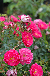 Sweet Vigorosa Rose (Rosa 'KORdatura') at Stonegate Gardens