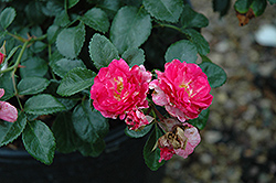 Palmengarten Frankfurt Rose (Rosa 'Palmengarten Frankfurt') at Stonegate Gardens