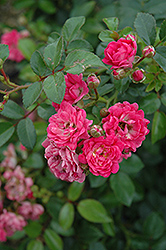 Lovely Fairy Rose (Rosa 'Lovely Fairy') at Stonegate Gardens