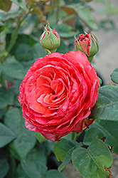 Lady Bird Rose (Rosa 'Lady Bird') at Stonegate Gardens