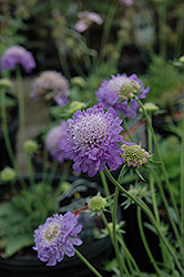 Blue Note Pincushion Flower (Scabiosa 'Blue Note') at Lakeshore Garden Centres