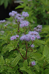 Blue Mistflower (Conoclinium coelestinum) at Stonegate Gardens