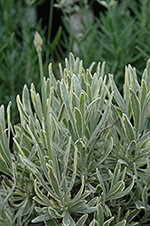 Silver Edge Lavender (Lavandula angustifolia 'Silver Edge') at Stonegate Gardens