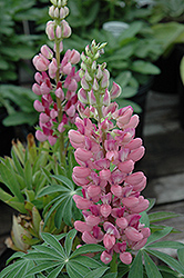 Gallery Pink Lupine (Lupinus 'Gallery Pink') at A Very Successful Garden Center