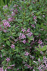 Leptodermis (Leptodermis oblonga) at Lakeshore Garden Centres