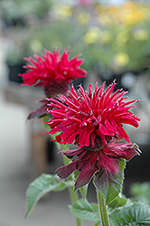 Fireball Beebalm (Monarda didyma 'Fireball') at Lakeshore Garden Centres