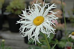Aglaia Shasta Daisy (Leucanthemum x superbum 'Aglaia') at A Very Successful Garden Center