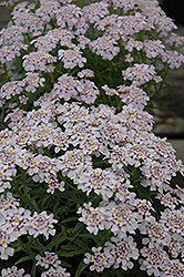 Sweetheart Candytuft (Iberis 'Sweetheart') at Stonegate Gardens
