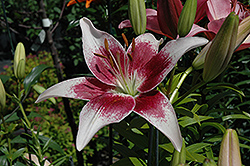 Strawberries And Cream Lily (Lilium 'Strawberries And Cream') at Stonegate Gardens