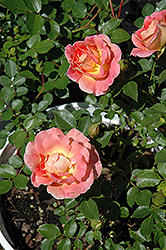 Strawberry Crush Rose (Rosa 'Strawberry Crush') at Lakeshore Garden Centres