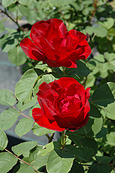 Emily Carr Rose (Rosa 'Emily Carr') at Lakeshore Garden Centres