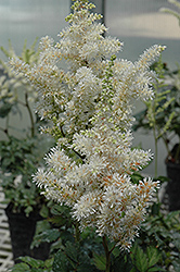 Visions In White Astilbe (Astilbe 'Visions In White') at The Mustard Seed