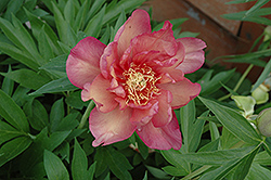 Kopper Kettle Peony (Paeonia 'Kopper Kettle') at A Very Successful Garden Center
