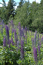 Wild Lupine (Lupinus perennis) at Lakeshore Garden Centres