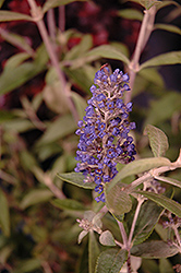 Flutterby Petite Blue Heaven Butterfly Bush (Buddleia 'Podaras 8') at Stonegate Gardens
