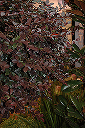 Purple Diamond Fringeflower (Loropetalum chinense 'Shang-hi') at Stonegate Gardens