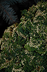 Snowkist Dwarf Hinoki Falsecypress (Chamaecyparis obtusa 'Snowkist') at Stonegate Gardens