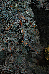 Dietz Prostrate Spruce (Picea pungens 'Dietz Prostrate') at A Very Successful Garden Center