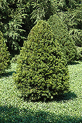 Emerald Peak Yew (Taxus cuspidata 'Tvurdy') at Stonegate Gardens
