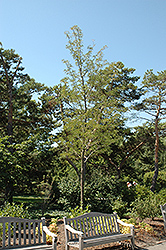 Perfection Honeylocust (Gleditsia triacanthos 'Perfection') at A Very Successful Garden Center