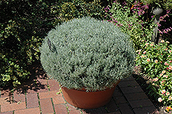 Curry Plant (Helichrysum italicum) at Stonegate Gardens