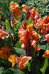 Tangelo Canna (Canna 'Tangelo') at Stonegate Gardens