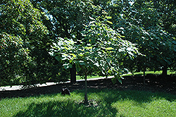 Variegated Catalpa (Catalpa bignonioides 'Variegata') at Stonegate Gardens