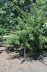 Tube Leaf Ginkgo (Ginkgo biloba 'Tubiformis') at Lakeshore Garden Centres