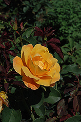 Strike It Rich Rose (Rosa 'Strike It Rich') at Lakeshore Garden Centres