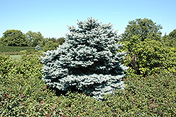 Hunnewelliana Blue Spruce (Picea pungens 'Hunnewelliana') at Stonegate Gardens