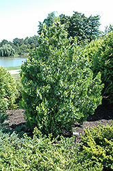 Elegantissima Arborvitae (Thuja orientalis 'Elegantissima') at Stonegate Gardens