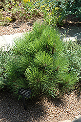 Quinobequin Red Pine (Pinus resinosa 'Quinobequin') at Stonegate Gardens