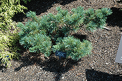 Blue Dwarf Japanese Stone Pine (Pinus pumila 'Blue Dwarf') at Stonegate Gardens