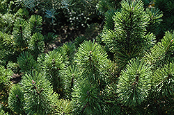 Green Candle Mugo Pine (Pinus mugo 'Green Candle') at Stonegate Gardens