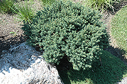 Karel Dwarf Serbian Spruce (Picea omorika 'Karel') at Stonegate Gardens