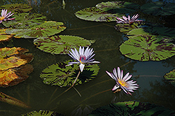 Avalanche Tropical Water Lily (Nymphaea 'Avalanche') at Lakeshore Garden Centres