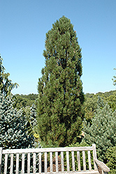 Arnold Sentinel Austrian Pine (Pinus nigra 'Arnold Sentinel') at Stonegate Gardens