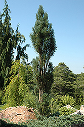 Blue Fastigiate Scotch Pine (Pinus sylvestris 'Glauca Fastigiata') at Stonegate Gardens